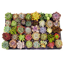 Load image into Gallery viewer, Mix Succulent Lotus plants Planting Lithops Pseudotruncatella Bonsai Plants For Home &amp; Garden Flower Pots Planters 300pcs/bag
