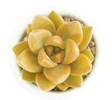 Load image into Gallery viewer, Mix Succulent Lotus plants Planting Lithops Pseudotruncatella Bonsai Plants For Home &amp; Garden Flower Pots Planters 300pcs/bag
