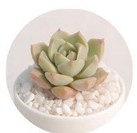 Load image into Gallery viewer, Mix Succulent Lotus plants Planting Lithops Pseudotruncatella Bonsai Plants For Home &amp; Garden Flower Pots Planters 300pcs/bag
