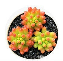 Load image into Gallery viewer, Mix Succulent Lotus plants Planting Lithops Pseudotruncatella Bonsai Plants For Home &amp; Garden Flower Pots Planters 300pcs/bag
