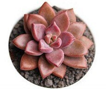 Load image into Gallery viewer, Mix Succulent Lotus plants Planting Lithops Pseudotruncatella Bonsai Plants For Home &amp; Garden Flower Pots Planters 300pcs/bag
