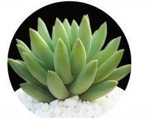 Load image into Gallery viewer, Mix Succulent Lotus plants Planting Lithops Pseudotruncatella Bonsai Plants For Home &amp; Garden Flower Pots Planters 300pcs/bag
