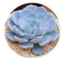 Load image into Gallery viewer, Mix Succulent Lotus plants Planting Lithops Pseudotruncatella Bonsai Plants For Home &amp; Garden Flower Pots Planters 300pcs/bag
