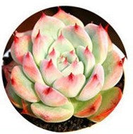 Load image into Gallery viewer, Mix Succulent Lotus plants Planting Lithops Pseudotruncatella Bonsai Plants For Home &amp; Garden Flower Pots Planters 300pcs/bag
