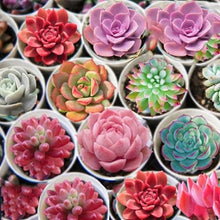Load image into Gallery viewer, Lithops 500
