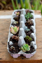 Load image into Gallery viewer, Lithops 500
