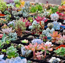 Load image into Gallery viewer, Lithops 500
