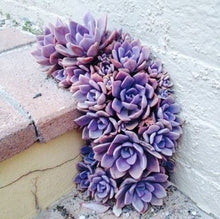Load image into Gallery viewer, Lithops 500
