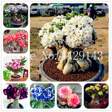 Load image into Gallery viewer, Desert Rose 1
