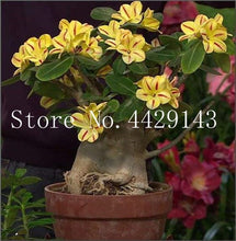 Load image into Gallery viewer, Desert Rose 1
