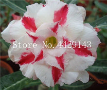 Load image into Gallery viewer, Desert Rose 1
