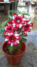 Load image into Gallery viewer, Desert Rose 1
