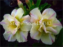 Load image into Gallery viewer, Desert Rose 1
