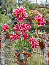Load image into Gallery viewer, Desert Rose 1
