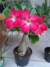 Load image into Gallery viewer, Desert Rose 1
