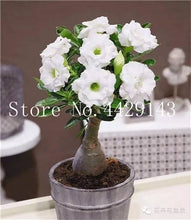 Load image into Gallery viewer, Desert Rose 1
