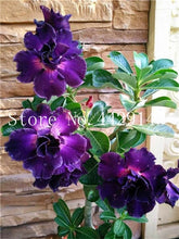 Load image into Gallery viewer, Desert Rose 1
