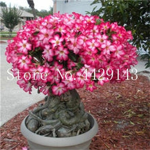 Load image into Gallery viewer, Desert Rose 1
