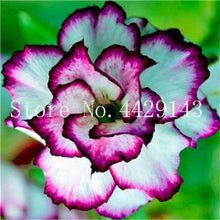 Load image into Gallery viewer, Desert Rose 1
