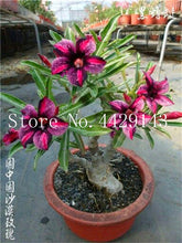 Load image into Gallery viewer, Desert Rose 1
