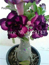 Load image into Gallery viewer, Desert Rose 1
