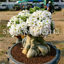 Load image into Gallery viewer, Desert Rose 1
