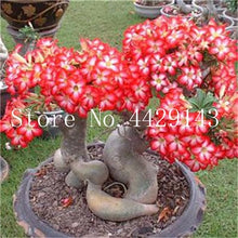 Load image into Gallery viewer, Desert Rose 1
