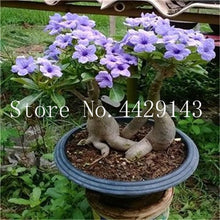Load image into Gallery viewer, Desert Rose 1

