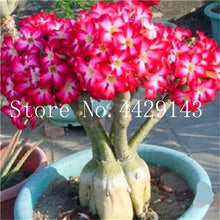 Load image into Gallery viewer, Desert Rose 1
