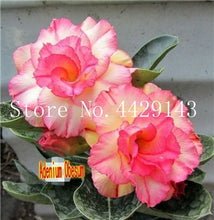 Load image into Gallery viewer, Desert Rose 1
