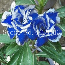 Load image into Gallery viewer, Desert Rose 1
