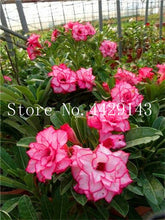 Load image into Gallery viewer, Desert Rose 1
