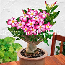 Load image into Gallery viewer, Desert Rose 1
