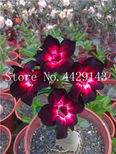 Load image into Gallery viewer, Desert Rose 1
