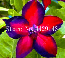 Load image into Gallery viewer, Desert Rose 1
