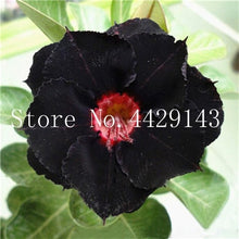 Load image into Gallery viewer, Desert Rose 1
